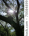 Foliage plant  70084899
