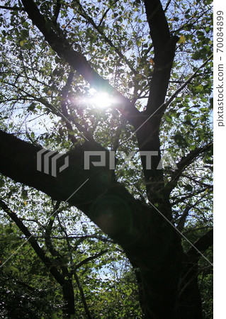 Foliage plant Foliage plant 70084899