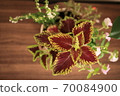 Foliage plant  70084900