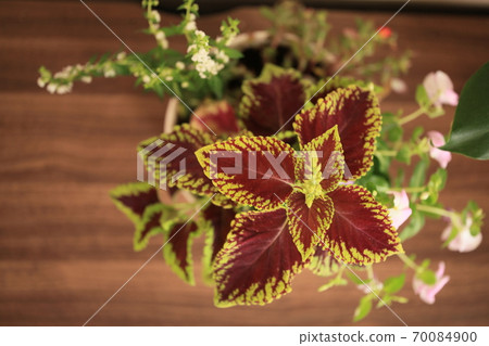 Foliage plant Foliage plant 70084900