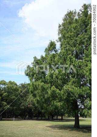 Foliage plant  70084902