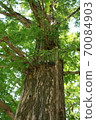 Foliage plant  70084903