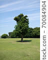 Foliage plant  70084904