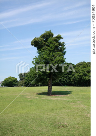Foliage plant Foliage plant 70084904