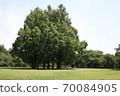 Foliage plant  70084905