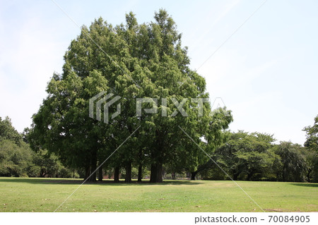 Foliage plant Foliage plant 70084905