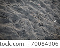 Foliage plant  70084906