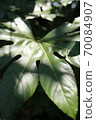 Foliage plant  70084907
