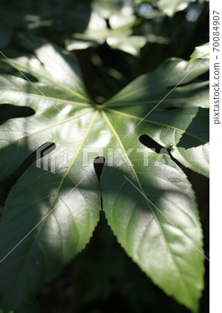 Foliage plant  70084907