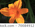 Foliage plant  70084912