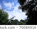 Foliage plant  70084916