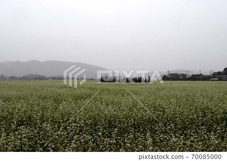 Buckwheat flowers smoking in the rain, buckwheat fields, graveyards 70085000