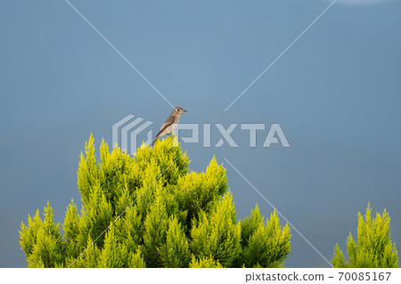 Brown flycatcher that stops at the top 70085167