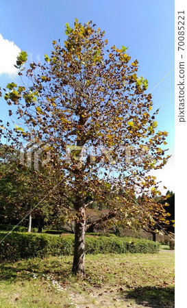 用於各種材料的大型假洋槐樹 用於各種材料的大型假洋槐樹 70085221