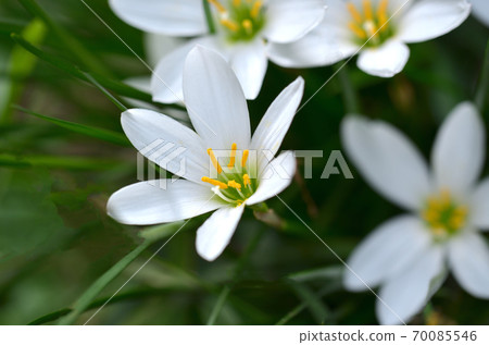 小珠白花盲 小珠白花盲 70085546