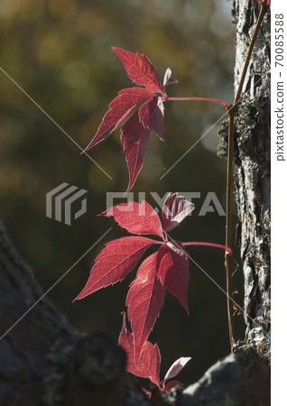 Virginia creeper red autumn leaves Virginia creeper red autumn leaves 70085588