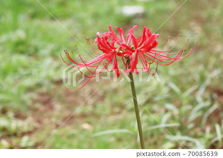Higambuna red Higambuna red 70085639