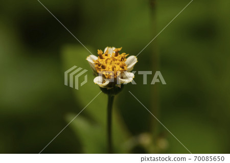 White Chinaberry grass White Chinaberry grass 70085650
