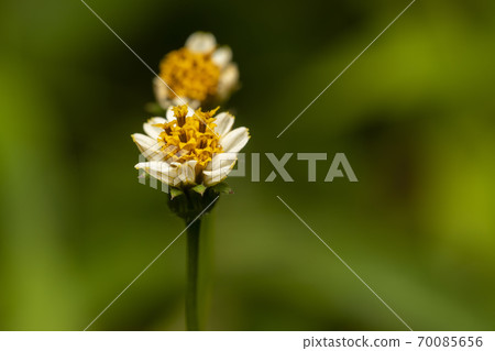 White Chinaberry grass 70085656