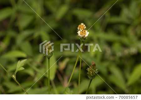 White Chinaberry grass 70085657