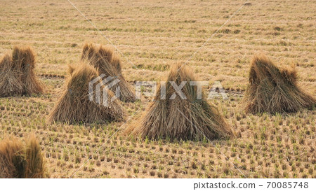 Agricultural image (rice cultivation: after harvest) Agricultural image (rice cultivation: after harvest) 70085748
