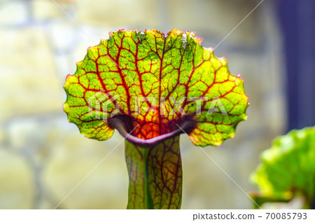 carnivorous plant of Sarracenia close up carnivorous plant of Sarracenia close up 70085793