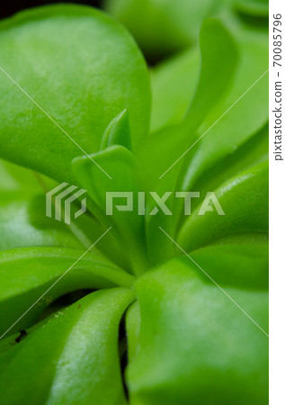 insectivorous plant pinguicula macro insectivorous plant pinguicula macro 70085796