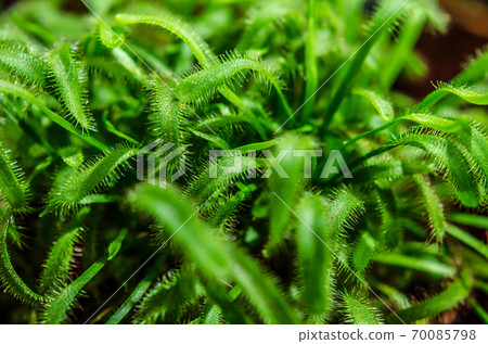 prey plant sundew closeup prey plant sundew closeup 70085798