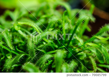 prey plant sundew closeup prey plant sundew closeup 70085799