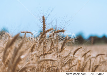 spikelets of wheat on a field on a farm against the backdrop of a clear blue sky spikelets of wheat on a field on a farm against the backdrop of a clear blue sky 70085864