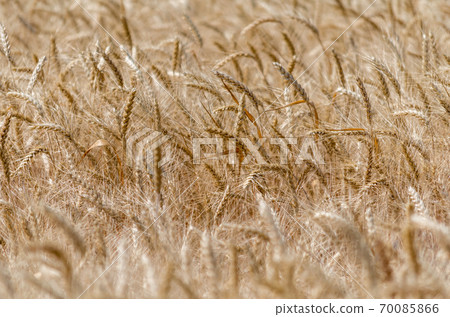 wheat spikelets pattern on the field wheat spikelets pattern on the field 70085866