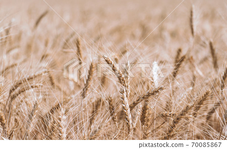 spikelets of wheat on a farm field close up spikelets of wheat on a farm field close up 70085867