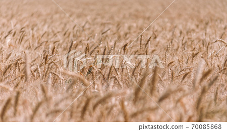 wheat spikelets pattern on the field 70085868
