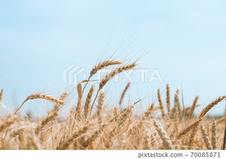 spikelets of wheat on a field on a farm against the backdrop of a clear blue sky spikelets of wheat on a field on a farm against the backdrop of a clear blue sky 70085871