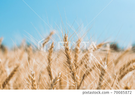 spikelets of wheat on a field on a farm against the backdrop of a clear blue sky 70085872