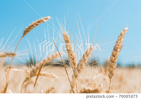 spikelets of wheat on a field on a farm against the backdrop of a clear blue sky spikelets of wheat on a field on a farm against the backdrop of a clear blue sky 70085873