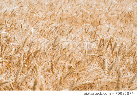 wheat spikelets pattern on the field wheat spikelets pattern on the field 70085874