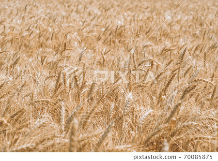 wheat spikelets pattern on the field 70085875