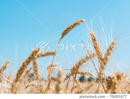 spikelets of wheat on a field on a farm against the backdrop of a clear blue sky spikelets of wheat on a field on a farm against the backdrop of a clear blue sky 70085877