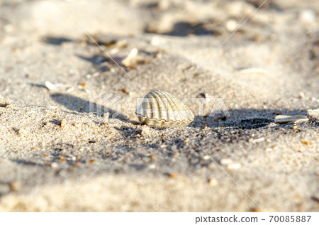 small seashell on sand close up small seashell on sand close up 70085887