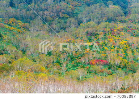 Mountain surface of autumn leaves Tsugaike Natural Garden [Nagano Prefecture] 70085897