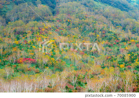 Mountain surface of autumn leaves Tsugaike Natural Garden [Nagano Prefecture] 70085900