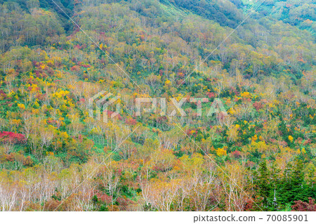 Mountain surface of autumn leaves Tsugaike Natural Garden [Nagano Prefecture] 70085901
