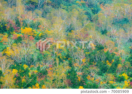 Mountain surface of autumn leaves Tsugaike Natural Garden [Nagano Prefecture] 70085909