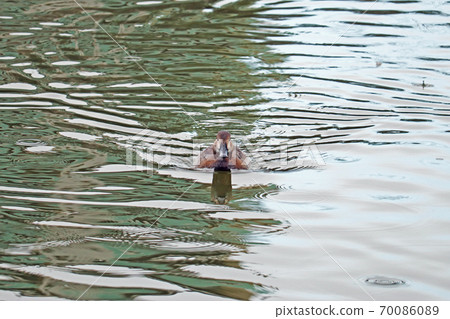 Female pochard swimming in a pond [Front] Photo: Kiyosumi Garden 70086089
