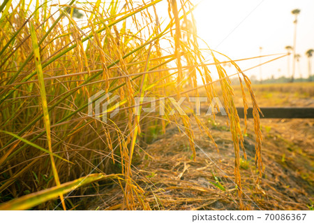 Yellow paddy rice plantation field morning sun rise Yellow paddy rice plantation field morning sun rise 70086367