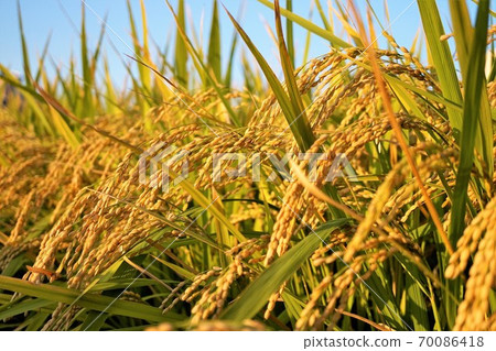 Autumn of fruitful rice ears waiting for rice harvest 70086418