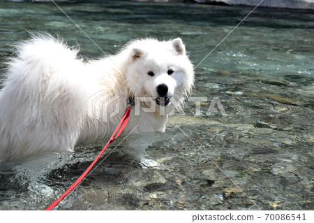 Playing in the water with your dog in the mountain stream Oashigawa 70086541