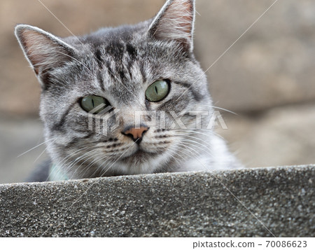 Grey Striped Cat