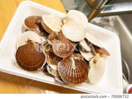 scallop scallop 70086732